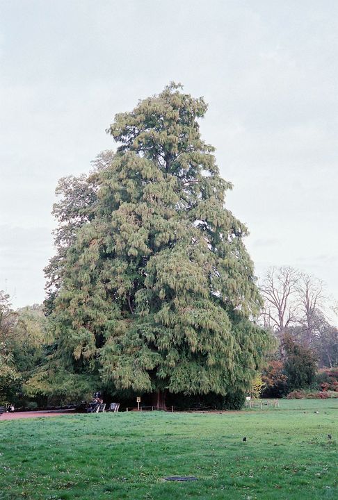 Taxodium distichum. Leica M7, Summarit-M 50/2.5 f/8 1/125s, Kodak Portra 400 w:486, h:720, 87576, JPEG