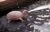 Tortue cracheuse